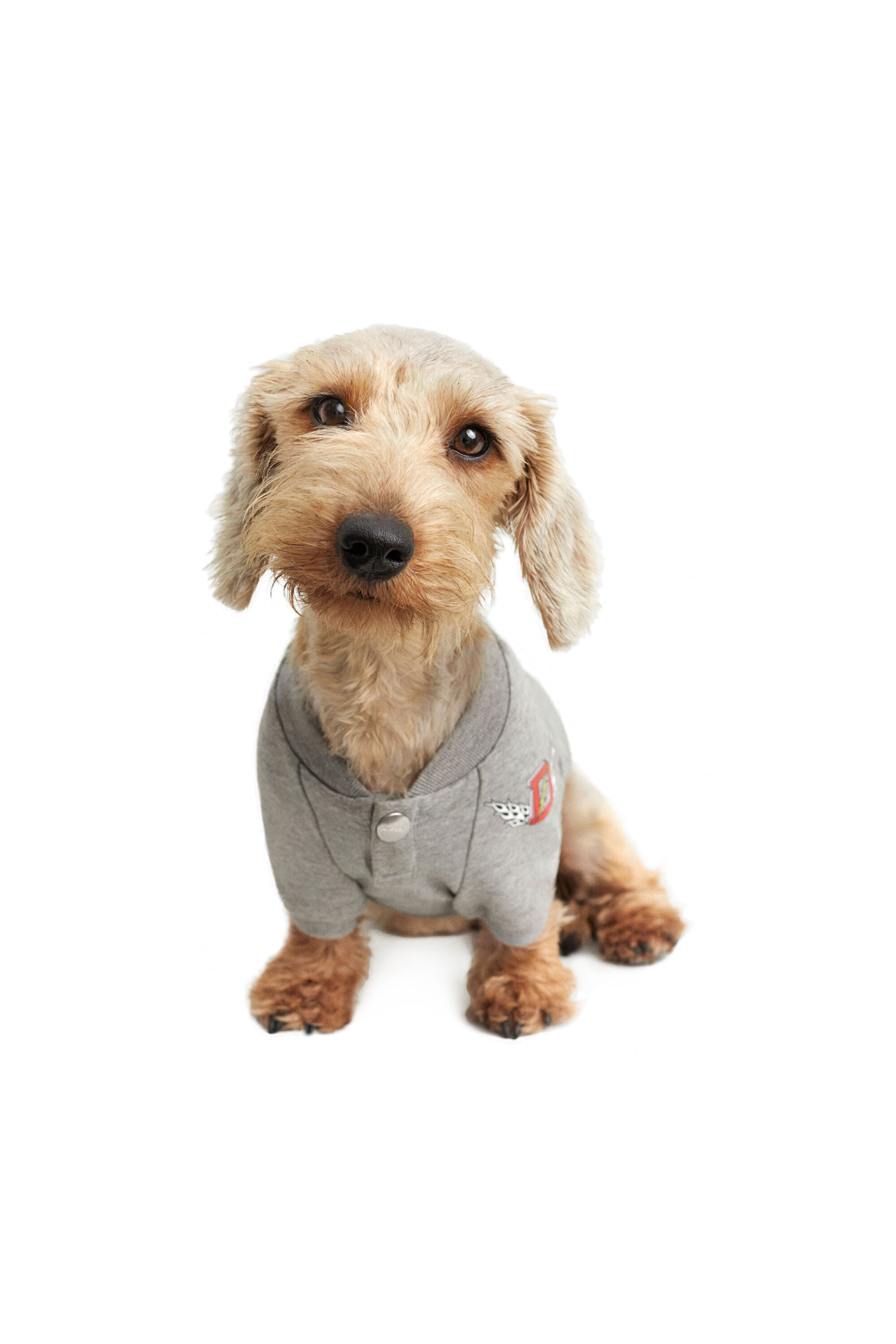 Diesel - PET-WOLF-GRY, Gris - Image 2